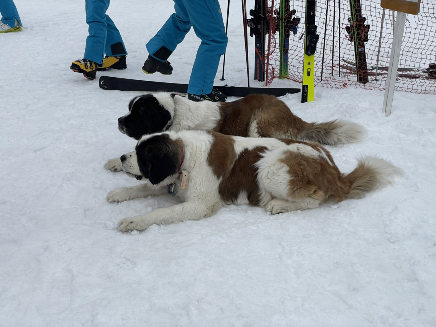 senior_ski09